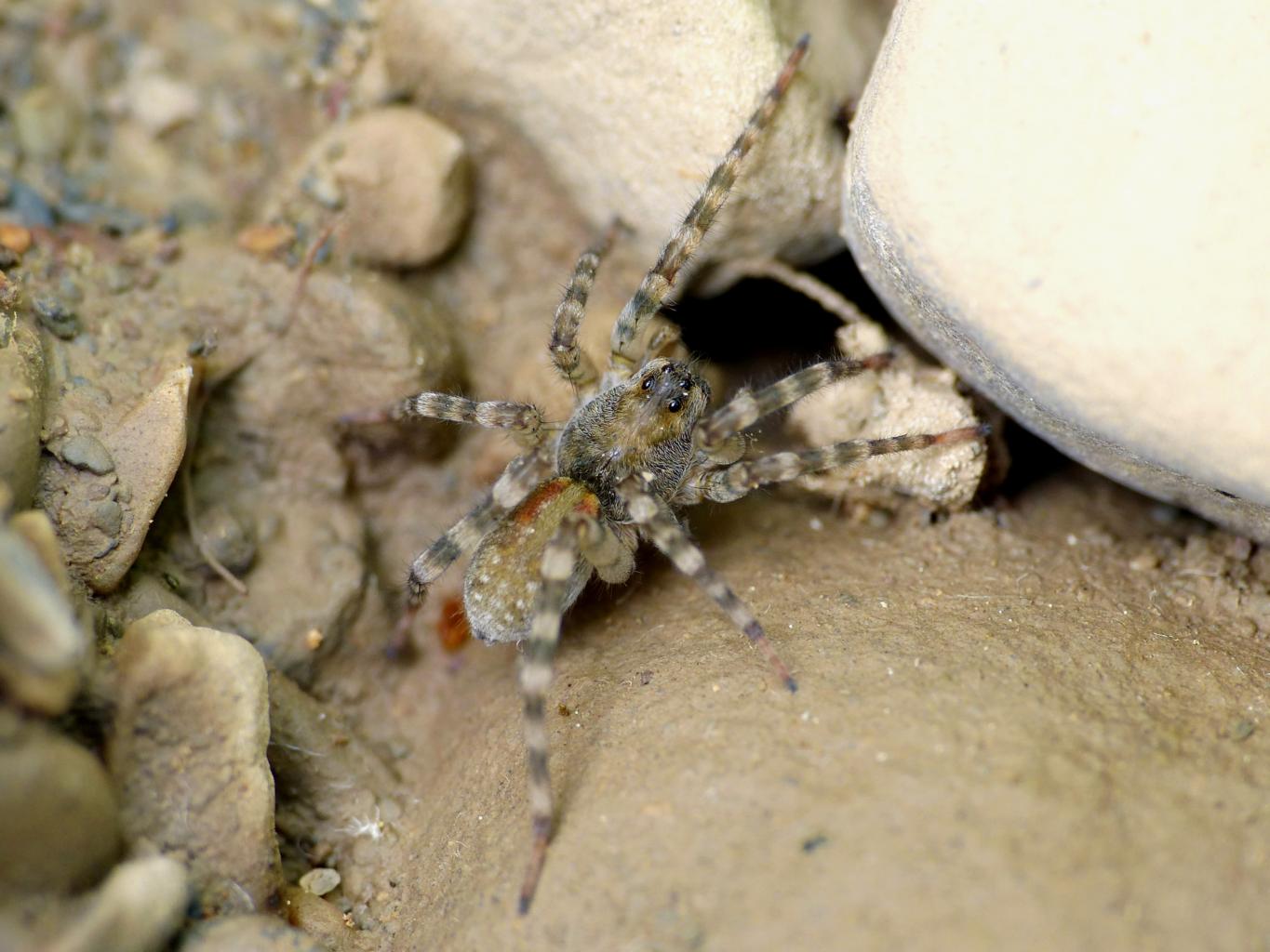 Pardosa wagleri - torrente Enza, Zona nat. di Cronovilla